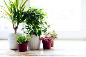 نباتات منزلية
